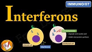 Interferons INFα INFβ and INFγ FLImmuno07 [upl. by Bond338]