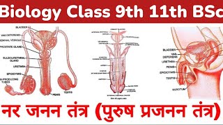 नर जनन तंत्र हिंदी में  Male Reproductive System in Hindi  full amp simple explanation [upl. by Grider]