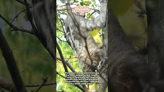 AMAZON RAINFOREST 4K Tufted Capuchins Collared Aracaris Sloths amp Scarlet Macaws Animal Sounds [upl. by Midian]