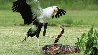 King Cobra Vs Secretary Bird In A Big Fights Who Will Win [upl. by Bobbette304]