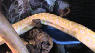 10ft Burmese Python VivariumCage [upl. by Trebornhoj]