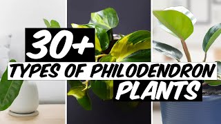 32 Types of Philodendron Plants  The Planet of Greens [upl. by Jayson]