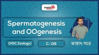 03 Spermatogenesis and OOgenesis  Human Reproductive System HSC Zoology [upl. by Ynohtnaed]