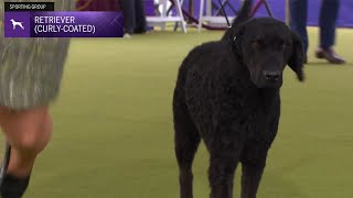 Retrievers CurlyCoated  Breed Judging 2024 [upl. by Asihtal769]