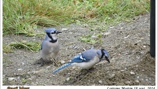 Oiseaux mangeant des vers de farine amp ténébrions [upl. by Ligetti929]