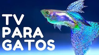 Videos para Gatos de Peces para Jugar  Juego de Pescados Para Gatos y Para Perros [upl. by Alvera]