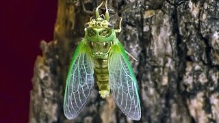 Cicada Molting  Nature Time Lapse Cicala fa la muta [upl. by Arodoeht]