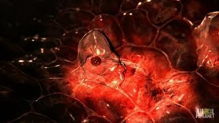 Catching a Horrifying Parasite That Liquifies Organs [upl. by Eened722]