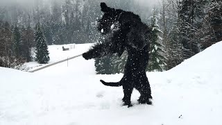 Giant Schnauzer Playing in the Snow 2021 [upl. by Mesics576]