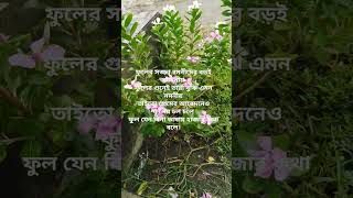 tumijostimukulmistybokul গজল newbanglagojol বাংলা গজল [upl. by Akiras]