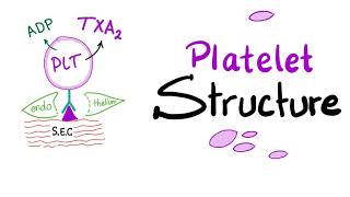 Platelet Structure  Thrombocytes Are The Babies of Megakaryocytes  Hemostasis  Hematology [upl. by Kilgore661]