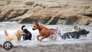 Dog Cant Stop Spinning In The Shelter Until  The Dodo [upl. by Euh]