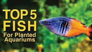 Top 5 Fish for Planted Aquariums [upl. by Uno]