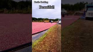 Harvesting Cranberries  Cranberry Bog shorts [upl. by Torruella]