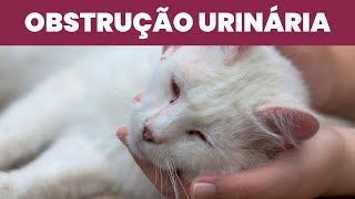 Como Salvar Gato com Obstrução Urinaria [upl. by Moth419]