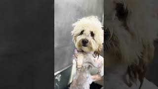 Maltipoo Bathing maltipoo grooming [upl. by Crotty]