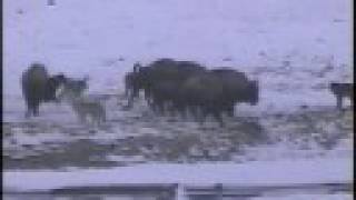 Yellowstone wolves hunting bison [upl. by Leugar620]