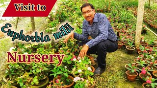 Watch the Exclusive Euphorbia milii Nursery near Kolkata [upl. by Chlori]