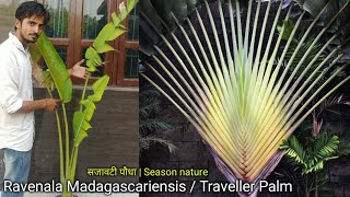 How to grow amp care Ravenala Madagascariensis  Traveller Palm  ट्रैवलर पाम को लगाना और उसकी देखभाल [upl. by Junji]