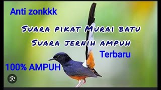 SUARA PANCINGAN PIKAT BURUNG MURAI BATU PALING AMPUH DAN JERNIH UNTUK PEMIKAT HANDAL [upl. by Hullda]