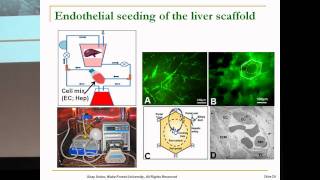 SENS5  Tissue engineering of the liver using decellularised scaffolds [upl. by Neenahs]