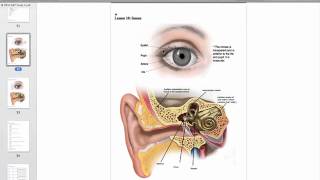 HESI A2 Anatomy and Physiology Study Guide  Free HESI A2 Practice Test [upl. by Bat]