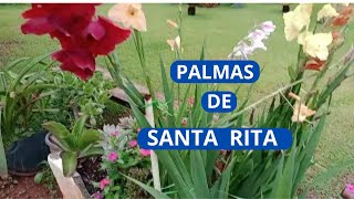 COMO CULTIVAR O GLADIOLO A PALMA DE SANTA RITA PALMAS [upl. by Terrill]