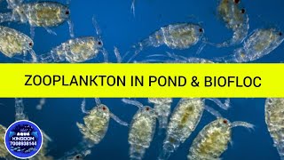 ZOOPLANKTON IN POND amp BIOFLOC SYSTEM CULTURE [upl. by Bael]