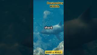 Why Are Orcas Attacking Great White Sharks  APEX PREDATORS SharkvsWhale natgeowild [upl. by Ecnal]