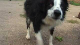 Border Collies Amazing Dogs Play in Water Sheepdog Cute Puppy splashing wet DVD Movie Trailer [upl. by Dannica]