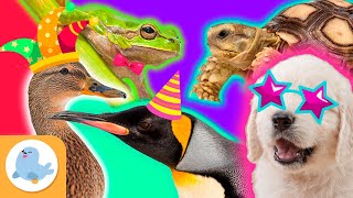 Los ANIMALES MÁS DIVERTIDOS del mundo 🐶🐧🐸🦆🐢 PERRO PINGÜINO PATO RANA y TORTUGA 🌿 Recopilación [upl. by Porcia]