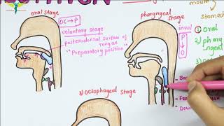 Deglutition or Swallowing  Physiology [upl. by Yleek]