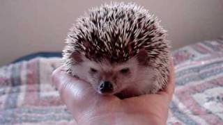 Daisy the Hedgehog wakes up in my hand [upl. by Rachael]