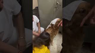 Tail of Joydogshorts goldenretriever shortsviral tranding rakshabandhan rakshabandhanspecial [upl. by Gnaoh]