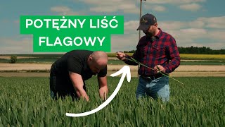 TO NIE BLASZKA A BLACHA LIŚCIOWA POTĘŻNY LIŚĆ FLAGOWY W PSZENICY  314 nawozy nonstop [upl. by Foy869]