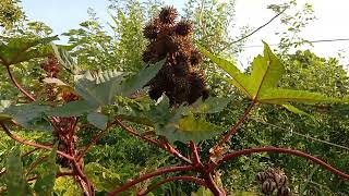 Castor bean castor oil plant Ricinus communis [upl. by Ellebasi]