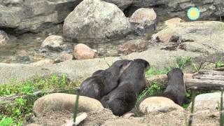 The National Zoo Welcomes a New Family of Otters [upl. by Rodolph678]