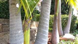 King Palm Tree  Archontophoenix cunninghamiana  Bangalow palm HD 01  Top 10 Palm Trees HD 01 [upl. by Eillod]