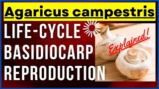 Fungus Agaricus campestris Mushroom Life Cycle Features Characteristics with Diagram  Reproduction [upl. by Willock191]