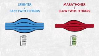 Easy Illustration of Muscle Fibre Types [upl. by Eilojne]