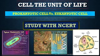 DIFFERENCE BETWEEN PROKARYOTIC CELL AND EUKARYOTIC CELLPART611thBIOLOGY NEETneet biology [upl. by Subir]