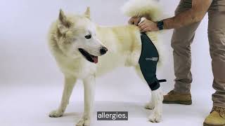 ✅Dog knee brace Ortocanis  helps dogs with limping  joint pain  osteoarthritis cruciate ligament [upl. by Atthia]