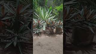 Agave variegated plant🤩pleasesubscribemychannel fypシ゚ gardenplantsgardeningnew gardening [upl. by Klemm]