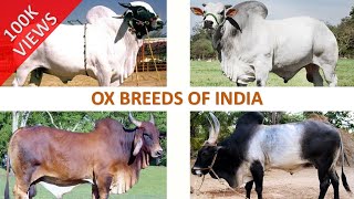 Ox Breeds of India 🐂 🇮🇳  Livestock  Indian Animals [upl. by Harwilll482]