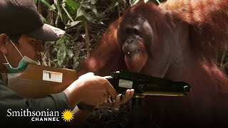 This Aggressive Male Orangutan Refuses to Be Sedated Orangutan Jungle School  Smithsonian Channel [upl. by Haerb]