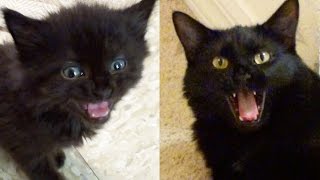 MEOW MIX Kittens amp Cats Meowing Compilation [upl. by Zielsdorf973]