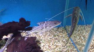 Pictus catfish  Pimelodus pictus [upl. by Aihseya]