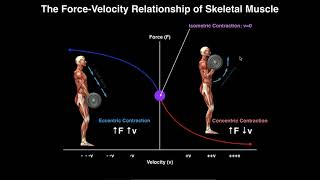 Exercise Physiology  Skeletal Muscle ForceVelocity Relationship [upl. by Ecienaj524]