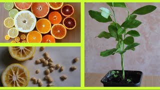 COMMENT FAIRE GERMER DES PÉPINS DAGRUMES 🍋 citron orange mandarine clémentine pamplemousse pomelo [upl. by Estey]