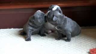 French Bulldog Puppies  4 weeks old [upl. by Oiluig482]